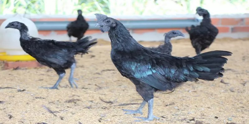 Lý do gà chân chì không được đánh giá cao